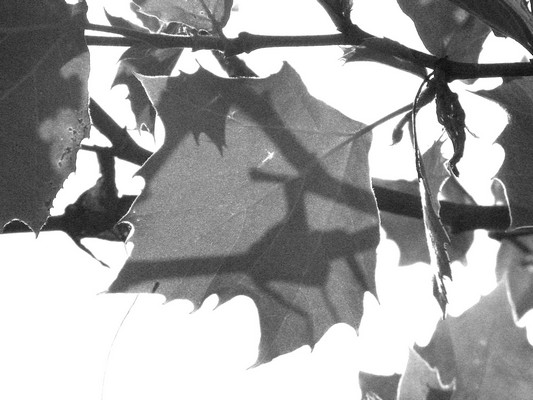 sun shining through leaf