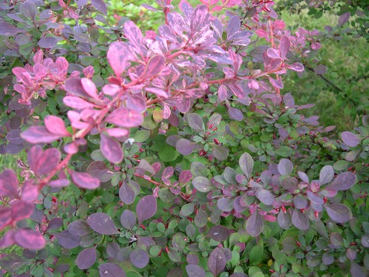 Barberry