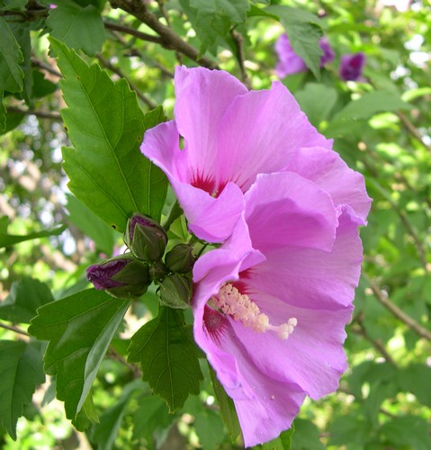 Rose of Sharon hibiscus