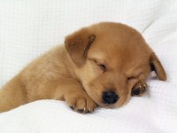 sleeping puppy