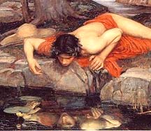 Narcissus