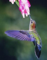 hummingbird