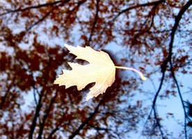 falling leaf by Mike Fisk, soul-amp.blogspot.com