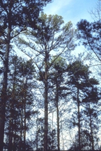 loblolly pines