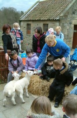 feeding the lambs