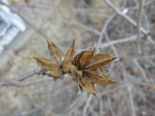 seed pod