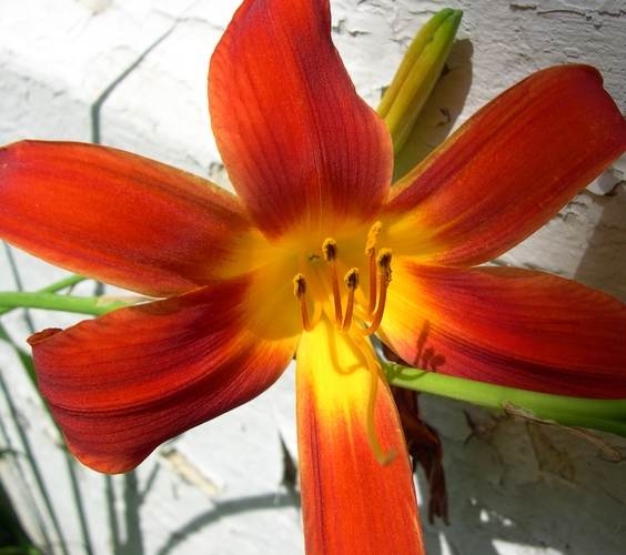 'Ming Toy' daylily