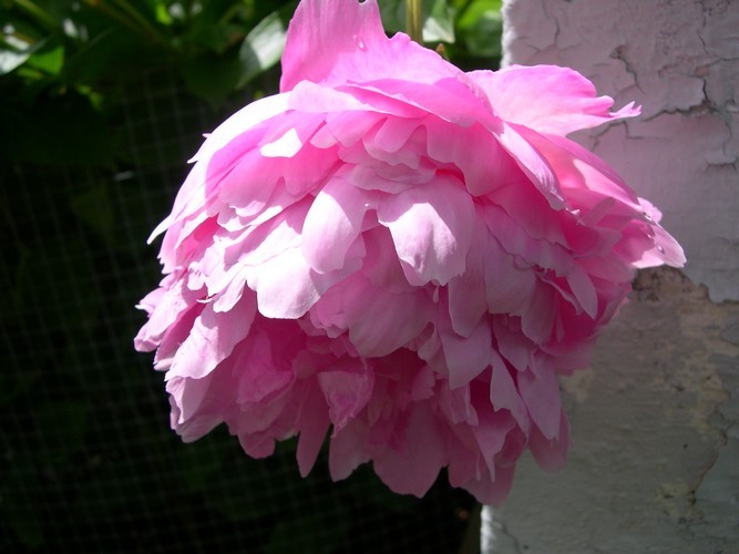 pink peony pendant