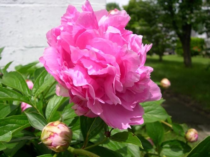 pink peony rampant