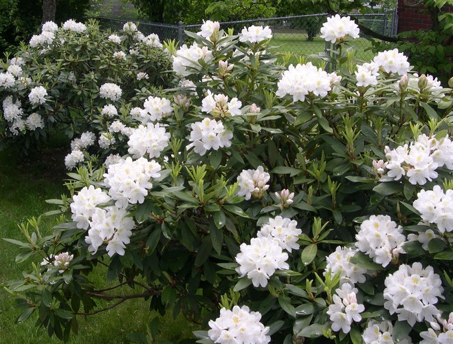 Rhododendron