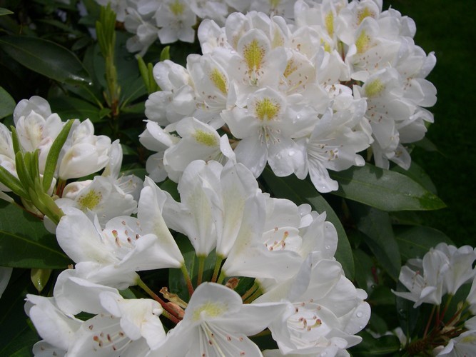 Rhododendron close up