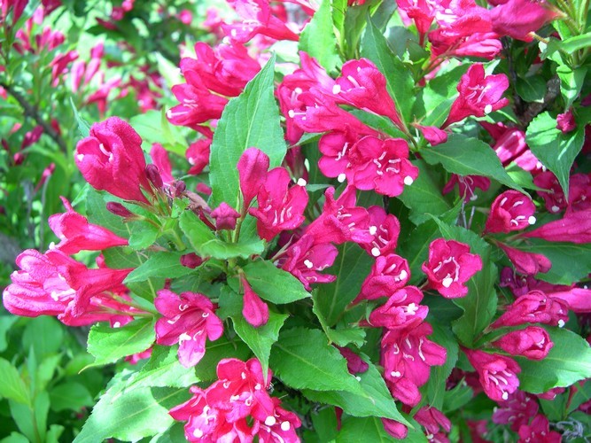 Red Prince weigela close up