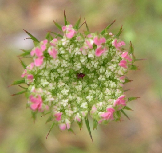 Queen Anne's Lace