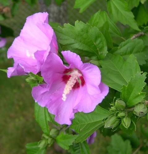 Rose of Sharon hibiscus