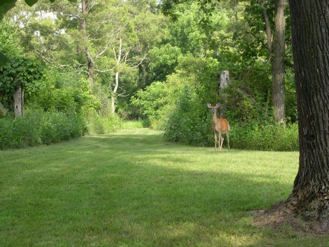 curious deer