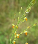 flowering grass