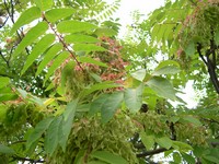 tree of heaven (ailanthus)