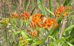 orange milkweed