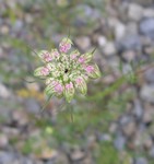 queen anne's lace