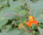 orange jewelweed