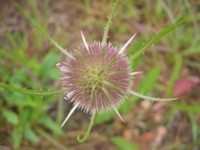 teasel before flowering