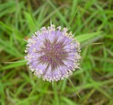 teasel