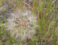 yellow salsify