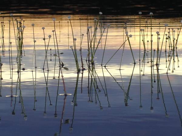 symphony of plant stems in Canadian lake