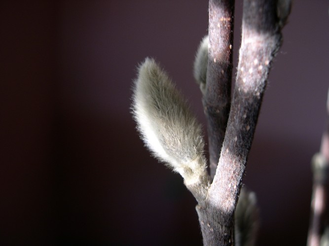 Star Magnolia bud