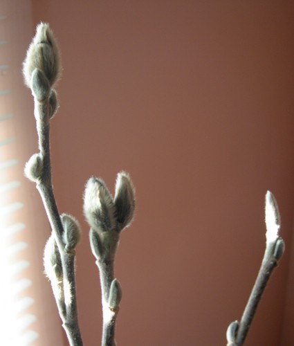 Star Magnolia buds