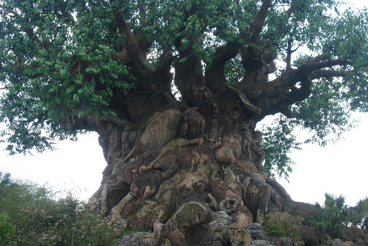 Disney Animal Kingdom 'tree of life'