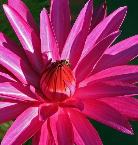 Water lily and bee, photo by Bob Fergeson, NostalgiaWest.com