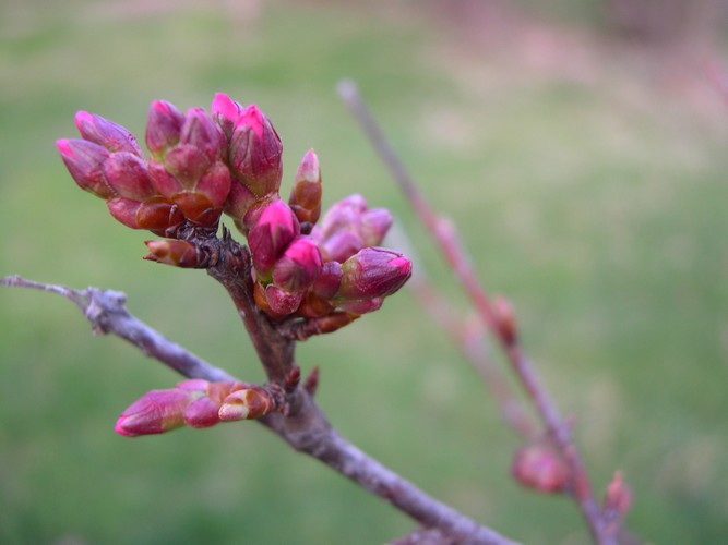 Okame cherry (Prunus 'Okame') flower buds