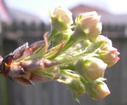 Callery pear buds