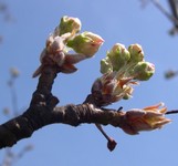 Callery pear buds