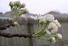 Callery pear flowers