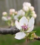 Callery pear flowers