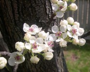 Callery pear flowers