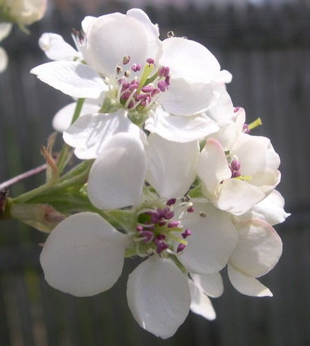 Callery pear flowers