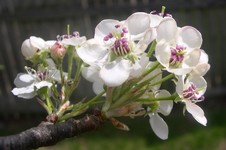 Callery pear flowers