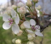 Callery pear flowers