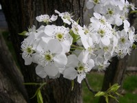 Callery pear flowers