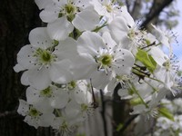 Callery pear flowers