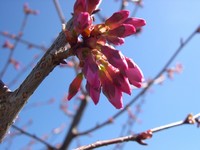 Okame cherry buds