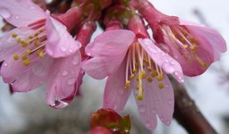 Okame cherry flowers