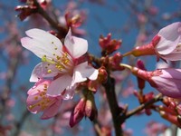 Okame cherry flowers