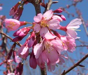 Okame cherry flowers