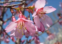 Okame cherry flowers