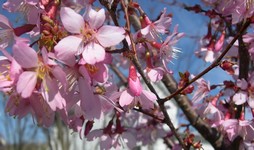 Okame cherry flowers