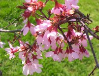 Okame cherry flowers